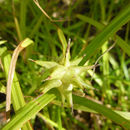 Image de Carex grayi J. Carey