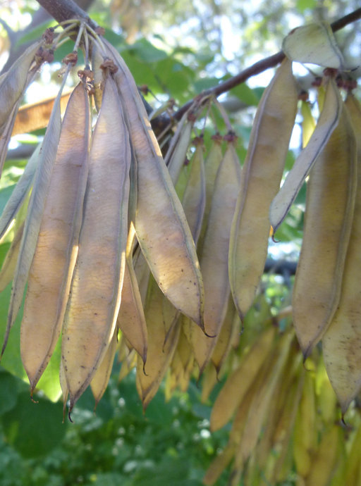 Image of eastern redbud