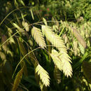 Plancia ëd Chasmanthium latifolium (Michx.) H. O. Yates