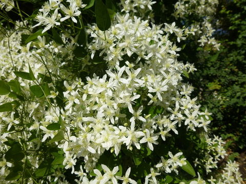 Sivun Clematis terniflora DC. kuva