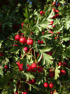 Image of Crataegus ambigua C. A. Meyer ex A. Becker