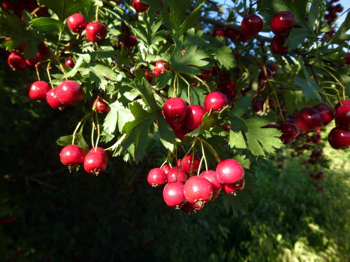 Image of Crataegus ambigua C. A. Meyer ex A. Becker