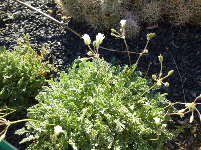 Image of Erodium chrysanthum L'Her. ex DC.