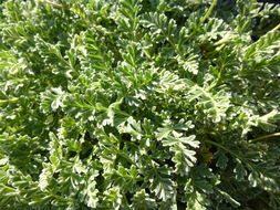 Image of Erodium chrysanthum L'Her. ex DC.