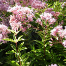 Image of <i>Eupatorium maculatum</i>