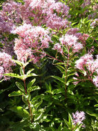 Image of <i>Eupatorium maculatum</i>