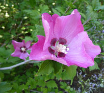 Imagem de Hibiscus syriacus L.