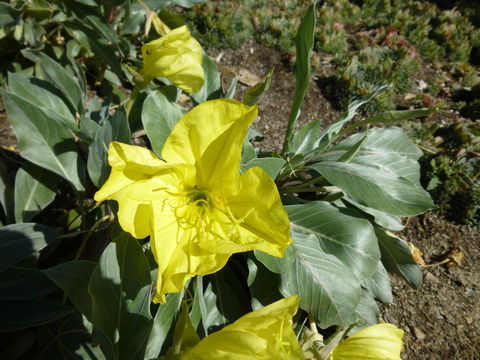 Oenothera macrocarpa subsp. incana (A. Gray) W. L. Wagner resmi