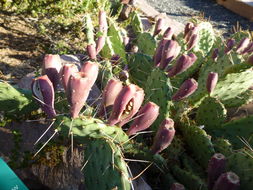 Image of Grassland Pricklypear