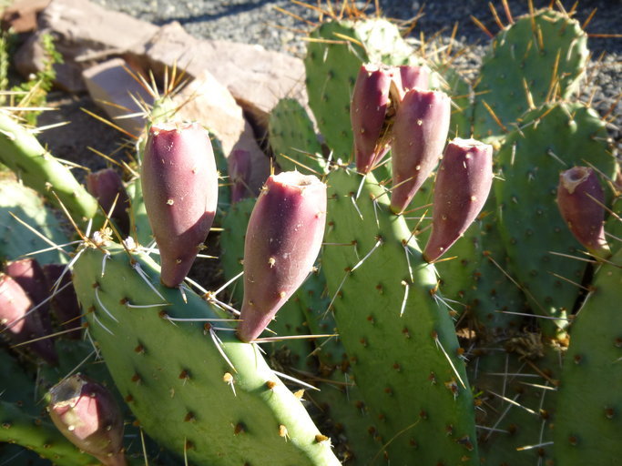 Image of Grassland Pricklypear