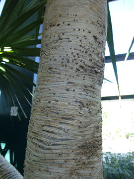 Image of common screwpine