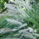 Image of Pennisetum