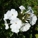 Image de Phlox maculata L.