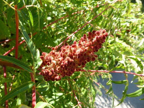 Image de Sumac vinaigrier