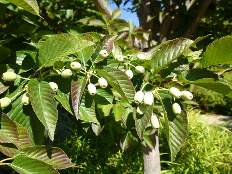 Plancia ëd Micromeles alnifolia (Sieb. & Zucc.) Koehne