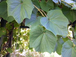 Image of crimson glory vine