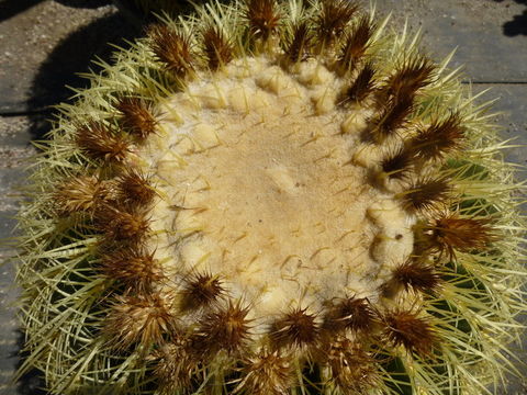 Image of Echinocactus grusonii Hildm.