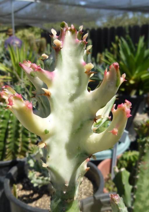 Euphorbia lactea Haw. resmi