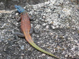 Image of Common Flat Lizard