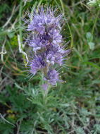 Image of silky phacelia