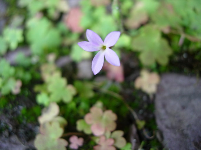 Imagem de Suksdorfia violacea A. Gray