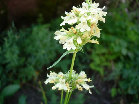 Image of yellow penstemon