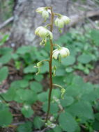 Image of greenflowered wintergreen