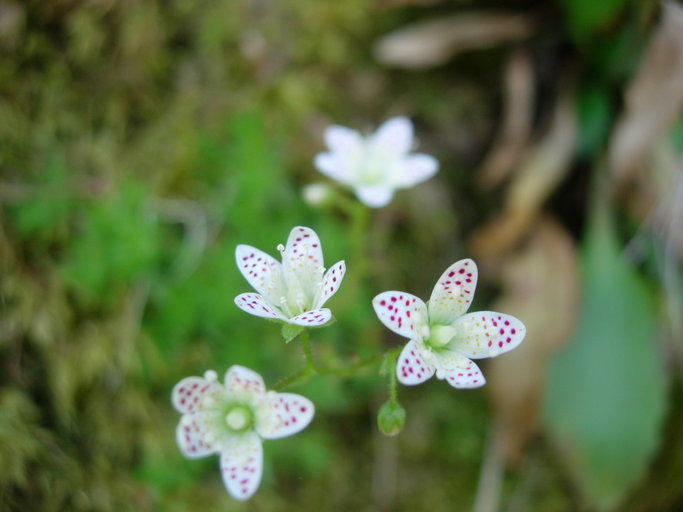 Image de Saxifraga bronchialis L.