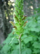 Image of bracted lousewort