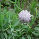 Image of wild chives