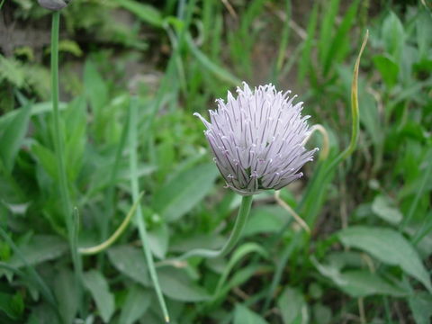 Image of wild chives