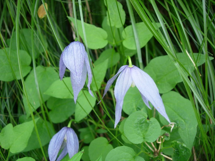 Sivun Clematis occidentalis (Hornem.) DC. kuva