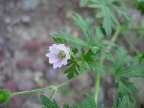 Image of Bicknell's cranesbill