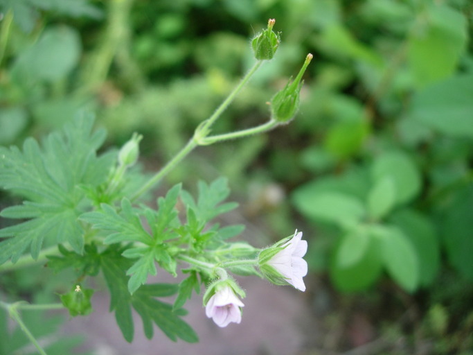 Image of Bicknell's cranesbill