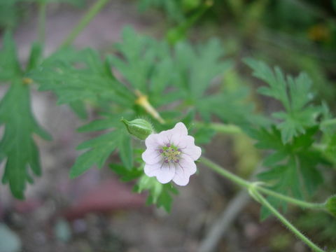 Image of Bicknell's cranesbill