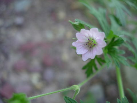 Image of Bicknell's cranesbill