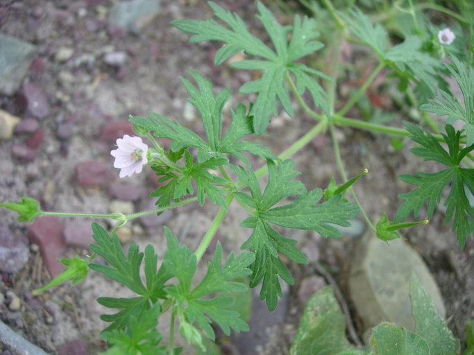 Image of Bicknell's cranesbill