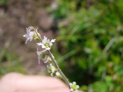 Image of threeparted miterwort