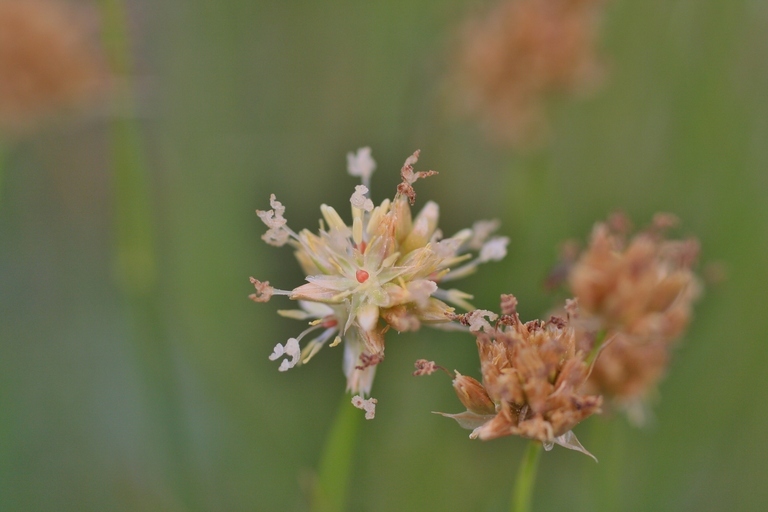 Image of Green-Head Rush