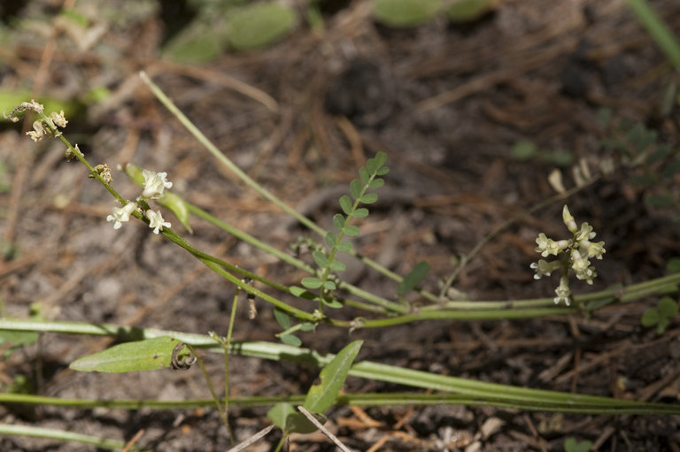 Image of Cow Spring milkvetch