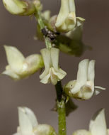 Imagem de Astragalus vaccarum A. Gray