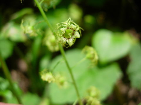 Слика од Mitella caulescens Nutt. ex Torr. & Gray