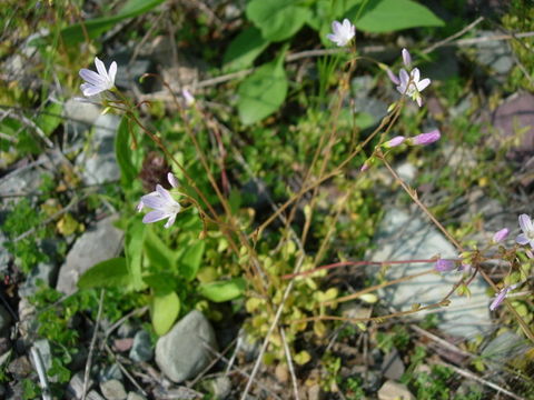 Montia parvifolia (Moc. ex DC.) Greene resmi