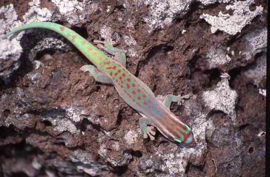 Слика од Phelsuma ornata Gray 1825