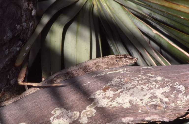 Image of Günther's Gecko