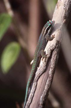 Image of Mauritius ornate day gecko