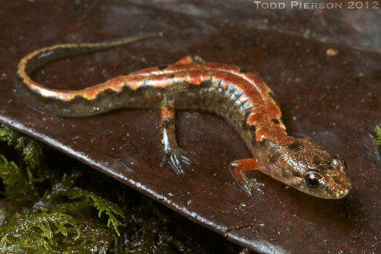 Image of Ocoee Dusky Salamander