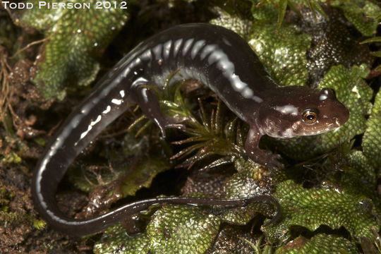 Image of Ocoee Dusky Salamander