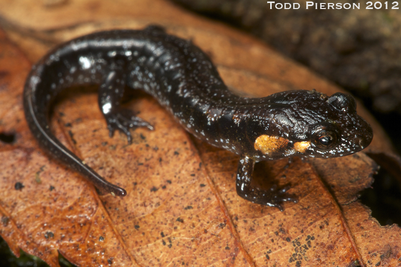 Image of Ocoee Dusky Salamander