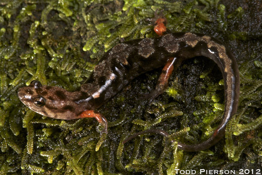 Image of Ocoee Dusky Salamander